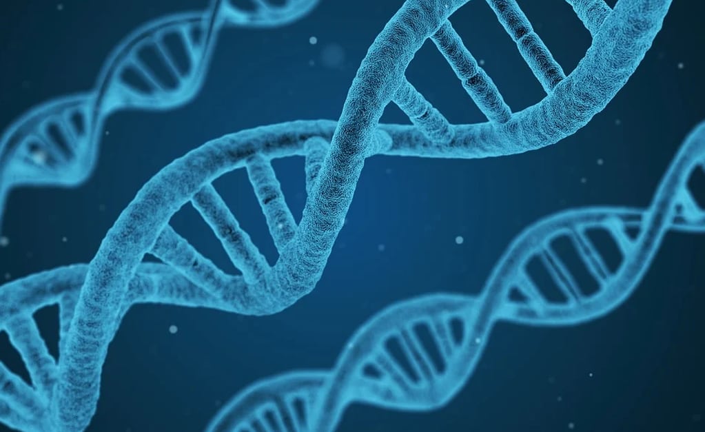 ADN. (Qimono/Pixabay.com)