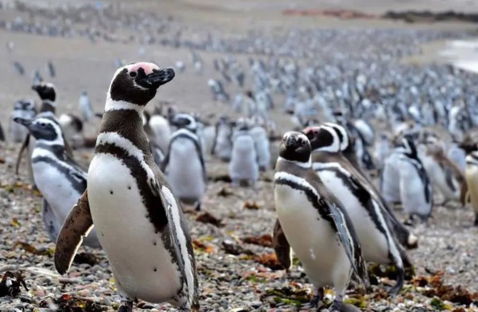 Las autoridades planean medidas de restricción para que los turistas visiten a las colonias de los pingüinos en Chubut.