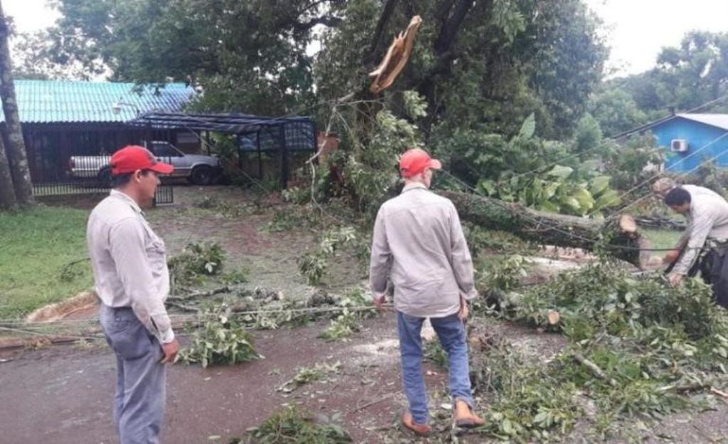 Trabajadores municipales de Candelaria cortan árboles caídos sobre los cables eléctricos. (Foto: María Rosa Fernández).