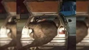 Robo. Un vecino se llevó una de las vacas en el baúl de su auto.