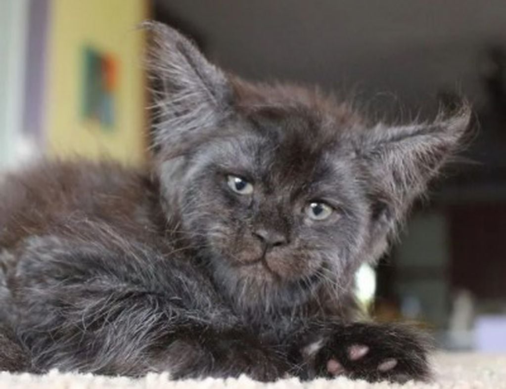 Chimera, el gato de una joven rusa llamada Tatiana Rastorgueva, es furor en internet por su parecido a un humano (Foto: Instagram)