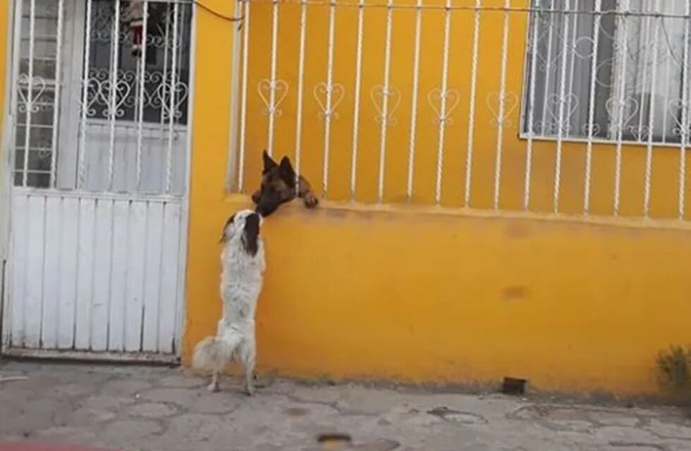 El increíble video viral de un perro que ayuda a otro a pasar una reja. (Foto: Captura de video)