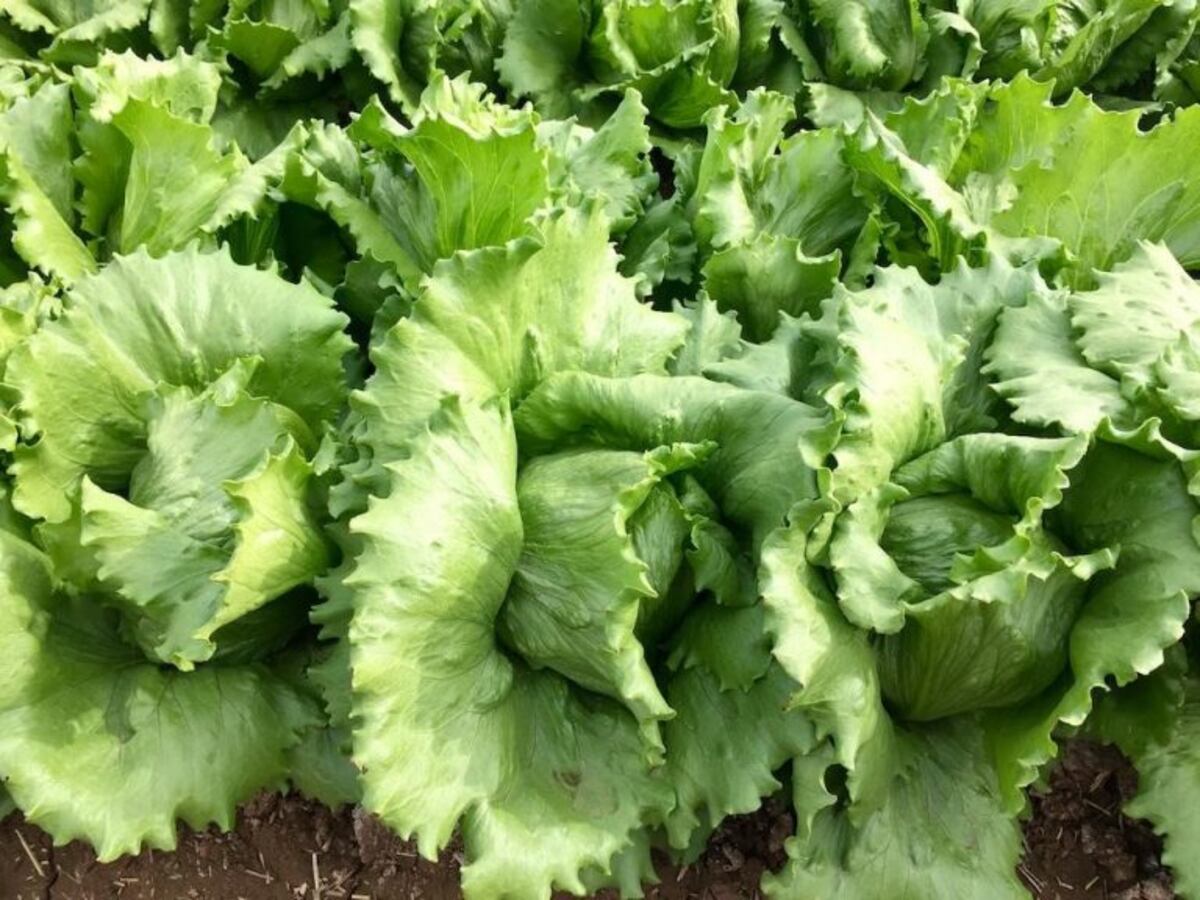 1 kg de lechuga precio