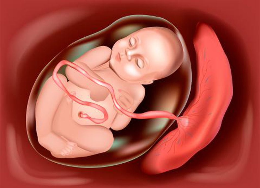 Foto ilustrativa de un feto
