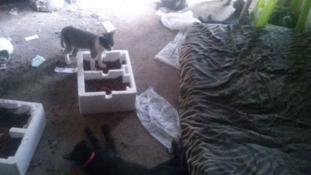 La imagen muestra algunos de los gatos que Gil Pereg alimentaba en su predio situado en Guaymallén.
