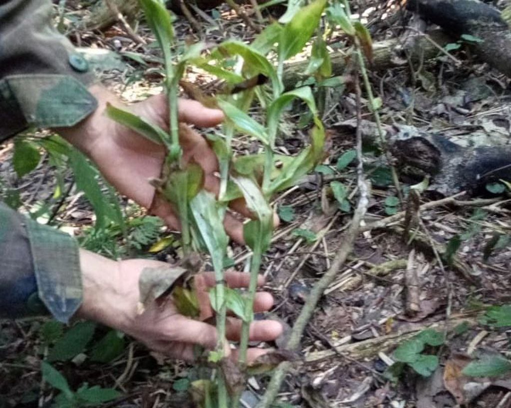 Una nueva especie de orquídea terrestre fue descubierta en el Parque Nacional Iguazú.