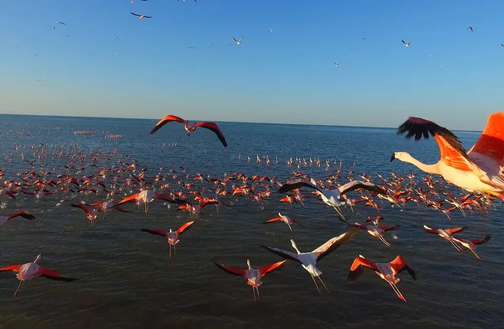 El flamenco es el ave emblemática de la región, más de 400 especies de aves integran sus ecosistema.