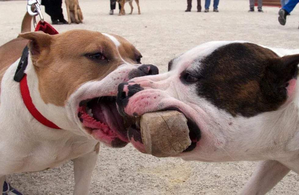 PITBULL. Dos ejemplares de esta raza hirieron a un menor (Imagen ilustrativa / Archivo/ AP).