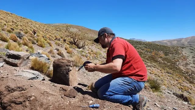 Descubrieron restos de inctiosaurios en Malargüe