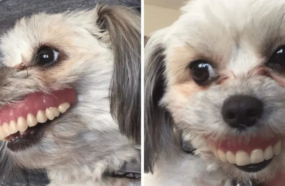 perro dentadura