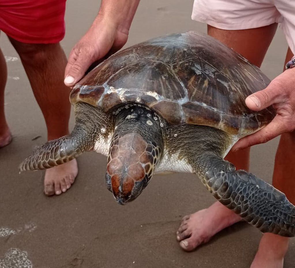 Pescó una tortuga marina y la devolvió al mar