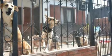 Crimen en La Pampa: una mujer fue devorada por sus mascotas