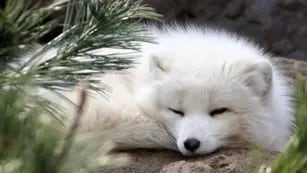 El zorro albino