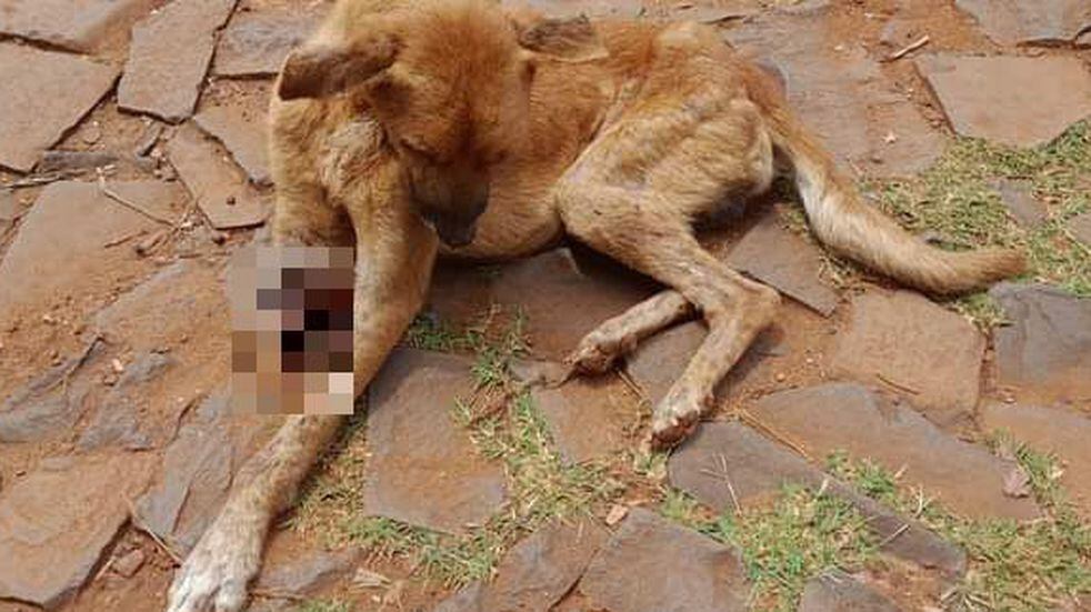 Puerto Iguazú: pedido de colaboración para Titán, un perro que perdió una pata.