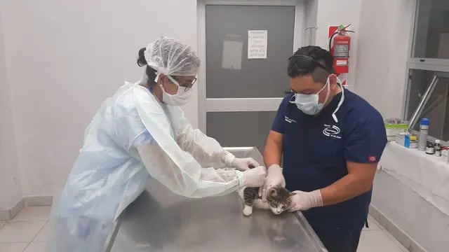El Hospital de Salud Animal estrena una nueva modalidad para acceder a turnos este viernes