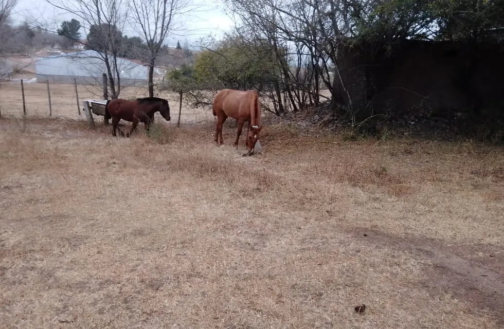 San Cruz del Lago. La policía se llevó a dos caballos que estaban en un terreno privado.
