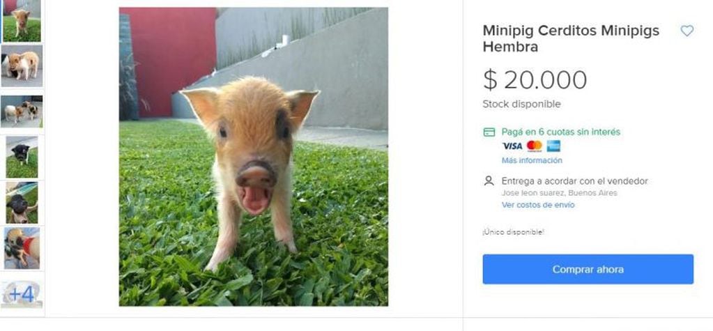 Los cerditos "mini pig" ya se venden por internet en la Argentina (Foto: Captura de mercadolibre)