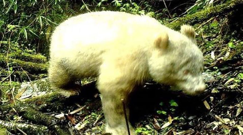 Captan un raro ejemplar de oso panda gigante albino