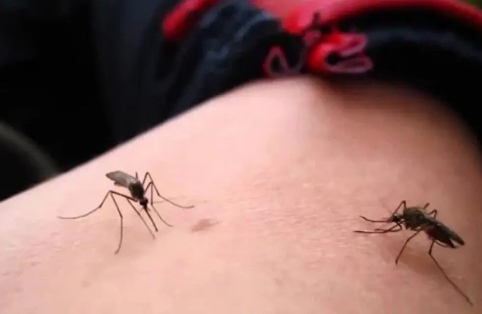 Las claves para combatir el Dengue: descacharrado y concienciación. (Web).