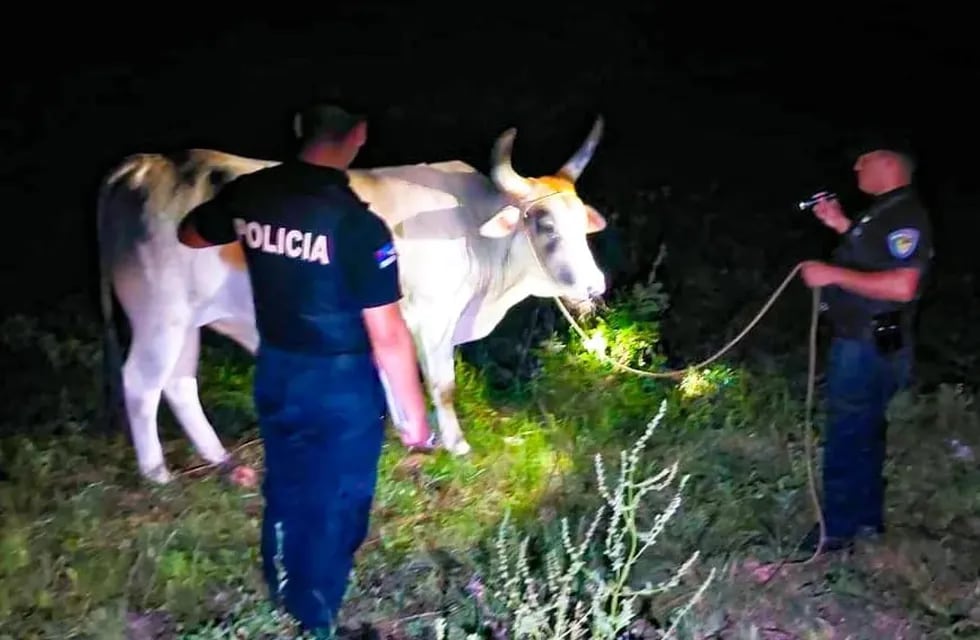 Gobernador López: recuperaron una cabeza de ganado vacuno robado.