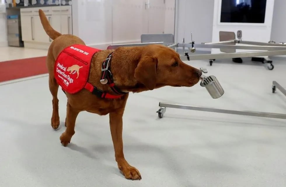 Perros entrenados para detectar coronavirus