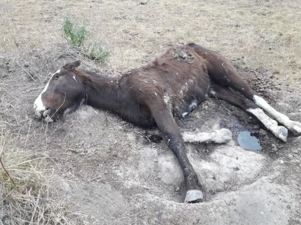 Rescatan más de 400 caballos desnutridos y maltratados en un campo de Ezeiza (Ministerio de Seguridad de la Provincia)
