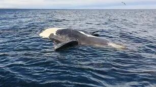 Ballenas muertas en Chubut