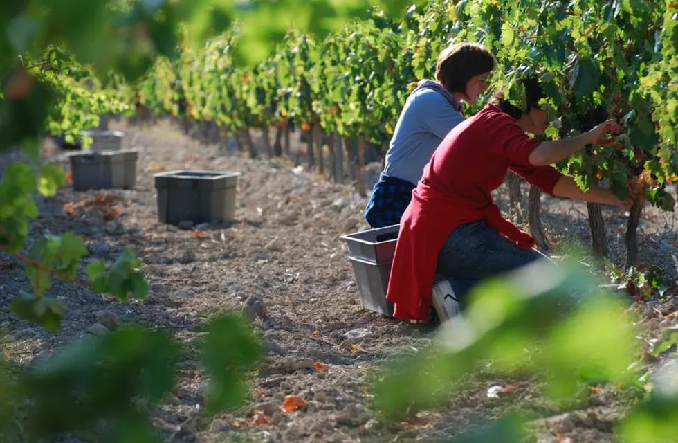 Más de 3000 desempleados ya se inscribieron para participar de la cosecha de uva esta temporada