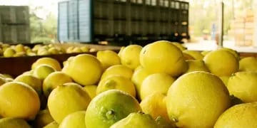 Requerido. Los envíos de limones mejorarán la competitividad de esta producción del NOA (Prensa Agroindustria).