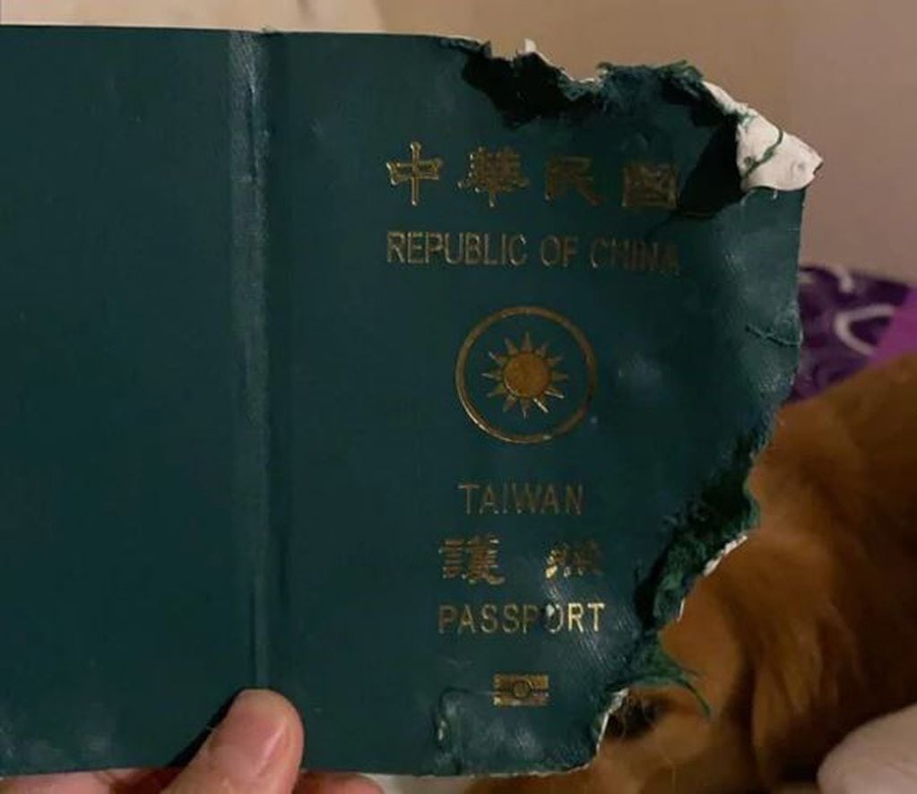 Una perrita evitó que su dueña viajara a China y se expusiera al coronavirus (Foto: web)