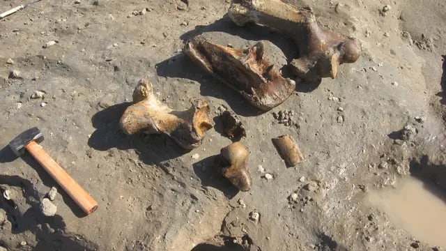 Hallaron restos fósiles de un perezoso gigante en una playa de Mar Chiquita