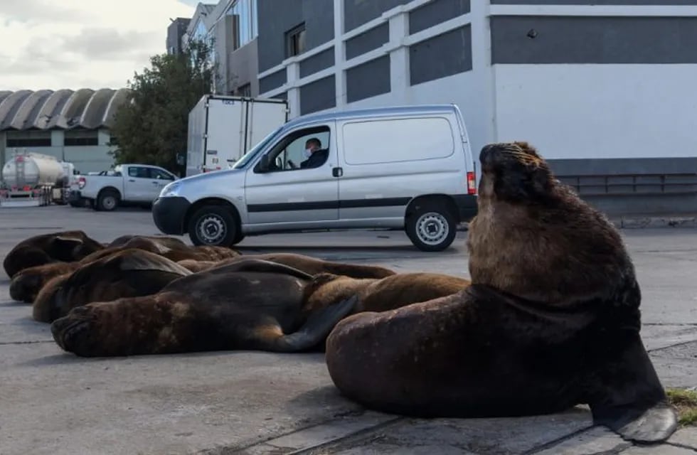 Sorpresa en el puerto marplatense: los lobos marinos pasean por las calles (Foto: MARA SOSTI / AFP)