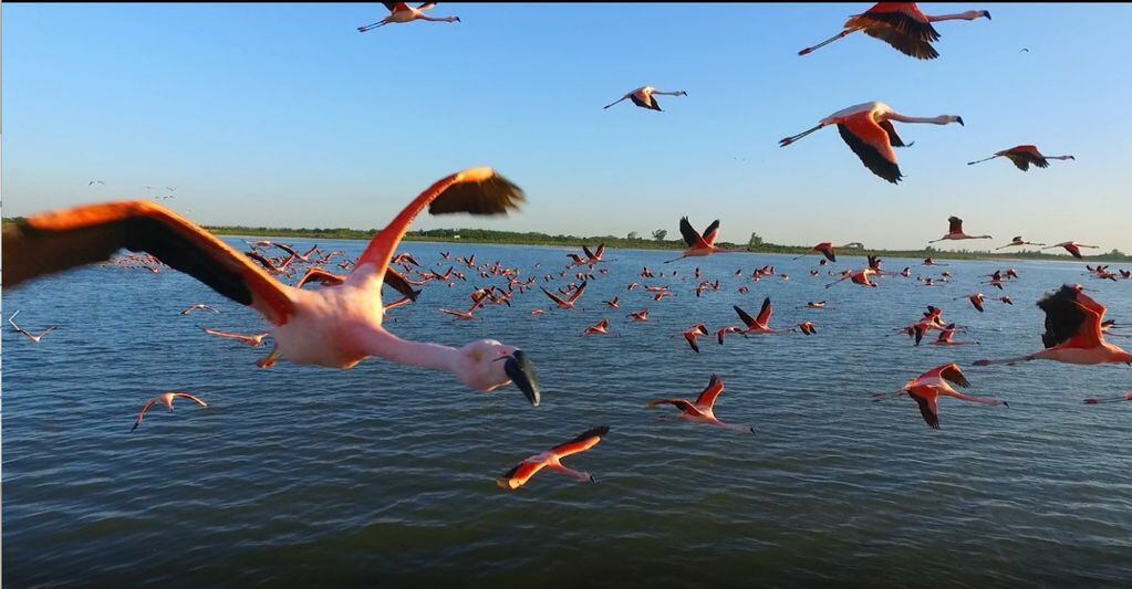 Estas aves rosadas son el principal atractivo de los turistas que llegan a la región de Ansenuza. (Vía Ansenuza)