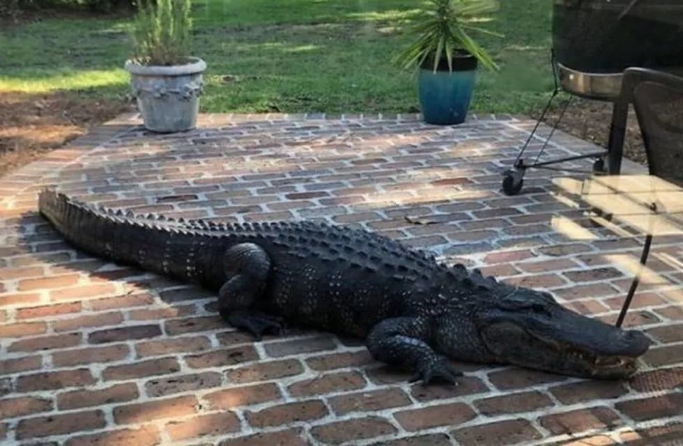 Una familia encontró un cocodrilo gigante paseando por el patio de su casa (Foto: web)