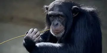 Presentaron un habeas corpus para que un chimpancé de Río Negro sea liberado en Brasil