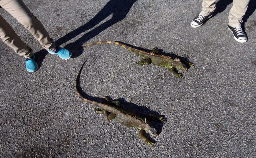 People observe cold stunned iguanas following extreme cold weather in Lake Worth, Florida, U.S. January 5, 2018.  REUTERS/Saul Martinez