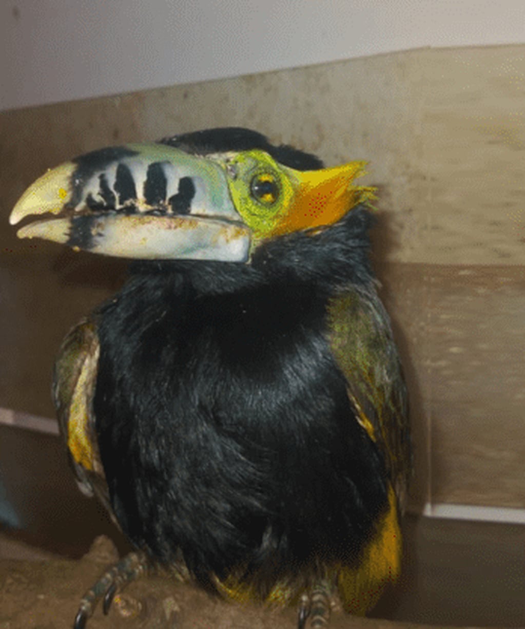 Rescataron a dos animales exóticos en las localidades de Colonia Guaraní y Oberá.