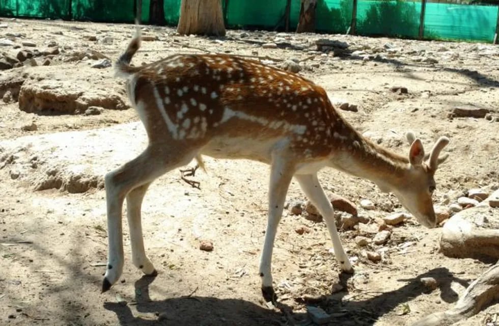 Los ciervos atacados en el Zoológico Córdoba formaban parte de este grupo de animales que se salvó de la jauría de perros.