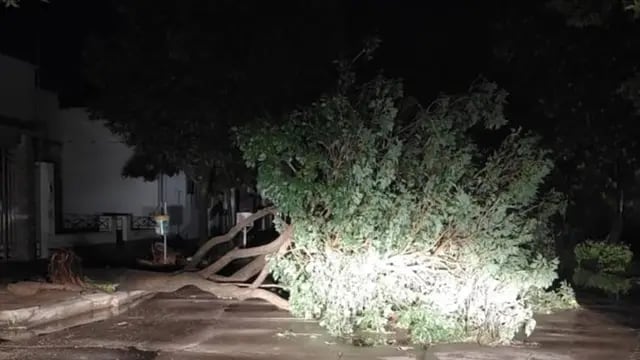 Fuerte tormenta en Sunchales:vientos de 100 km/h y un centenar de árboles caídos