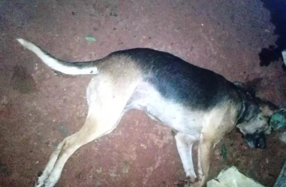 Los cinco perros atacados murieron por las picaduras.