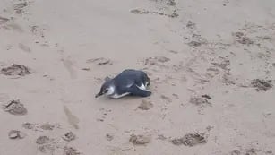 Un agente de la Patrulla Municipal rescató un pingüino en mal estado