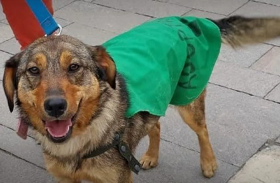Ushuaia: habrá una jornada de castración masiva de canes