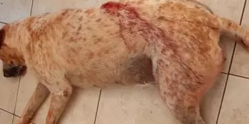 Maltrato animal en Campo Ramón: le disparó a un perro frente a un niño de 12 años