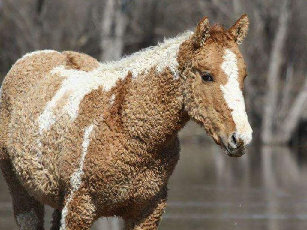 Bashkir Curly, la distintiva raza de caballo que aún existe en Río Negro.