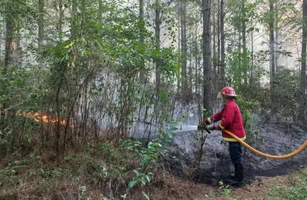 Varias hectáreas de pinos en Santo Pipó fueron afectados por un incendio.
