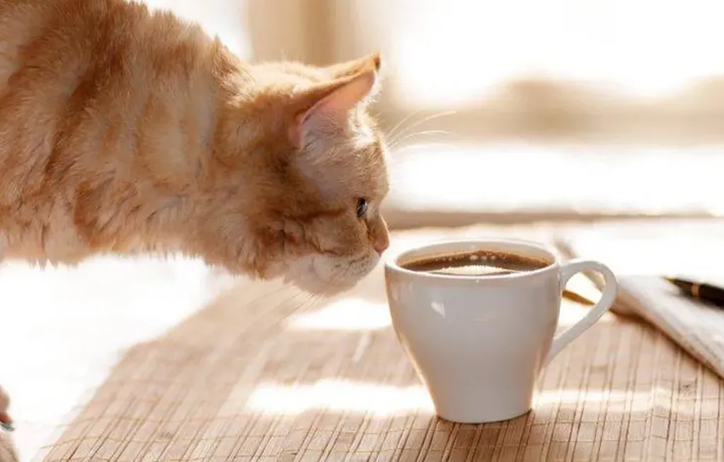Café con gatos