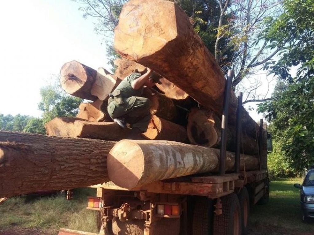 Cargamento detenido por los agentes forestales. Los árboles habían sido robados y apeados ilegalmente. Ocurrió este mes. (Misiones Online)