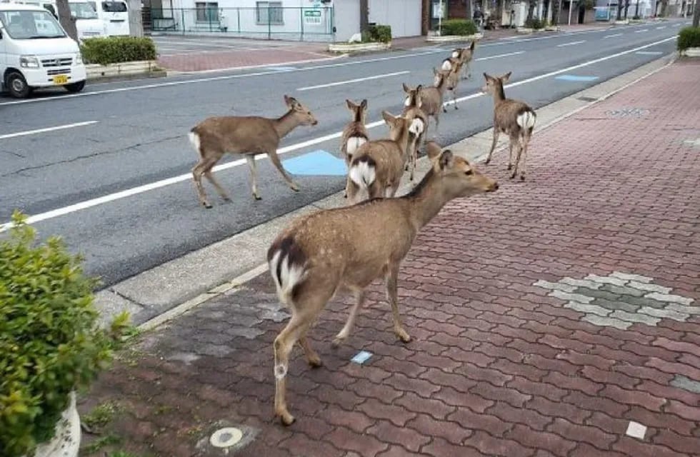 animales en las calles