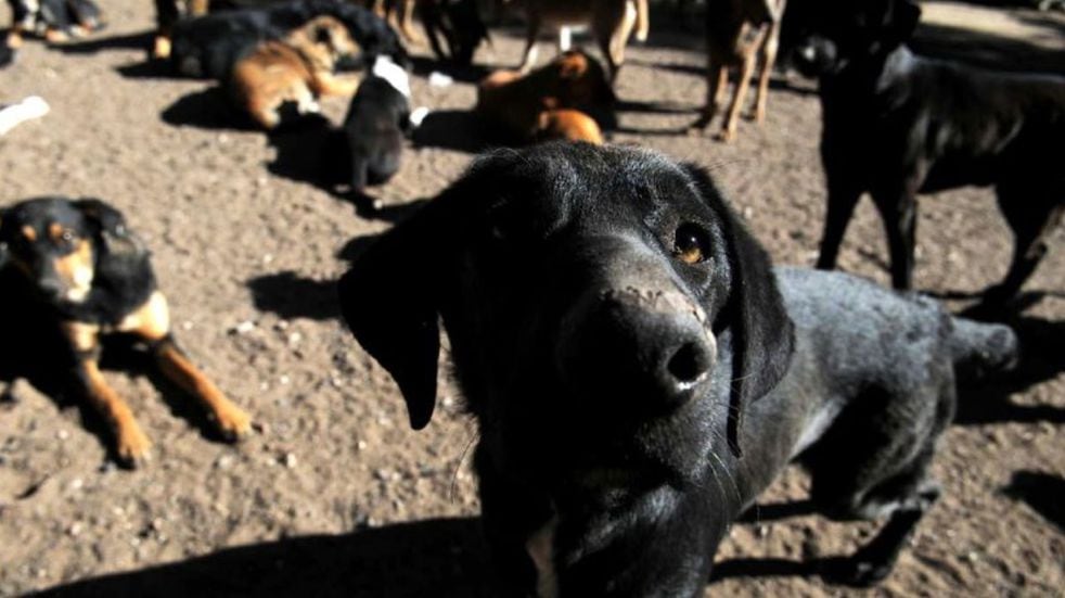Construirán una guardería canina y trasladarán el área de Veterinaria | Vía San Rafael