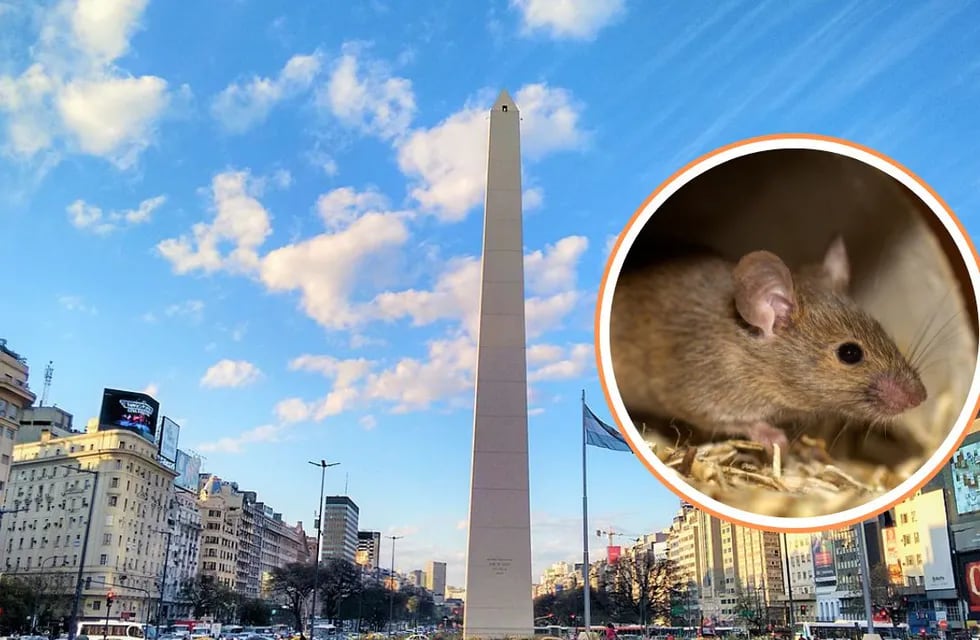 Cuáles son los cinco barrios porteños con más ratas en Buenos Aires.